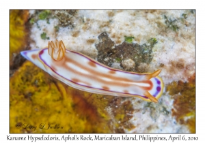 Kaname Hypselodoris