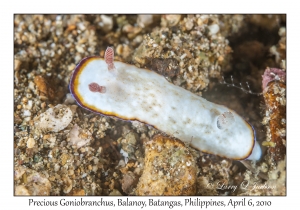 Precious Goniobranchus