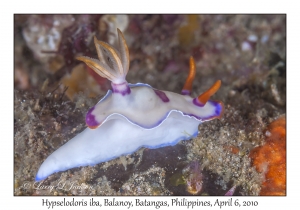 Hypselodoris iba