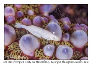 Sea Star Shrimp