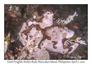 Giant Frogfish