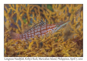 Longnose Hawkfish