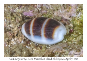 Ass Cowry