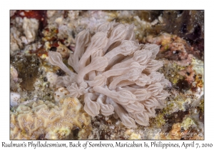 Rudman's Phyllodesmium