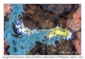 Laing Island Flatworm