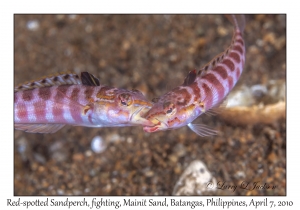 Red-spotted Sandperch