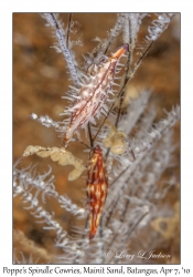 Poppe's Spindle Cowries