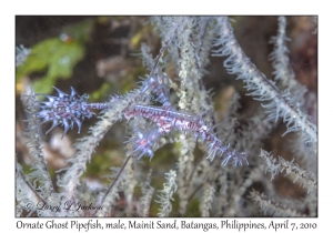 Ornate Ghost Pipefish