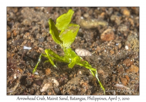 Arrowhead Crab