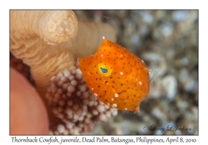 Thornback Cowfish