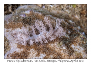 Pinnate Phyllodesmium