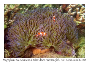 Magnificent Sea Anemone