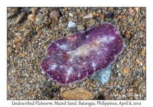 Undescribed Flatworm