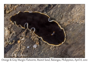 Orange & Gray Margin Flatworm