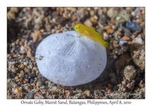 Ornate Goby