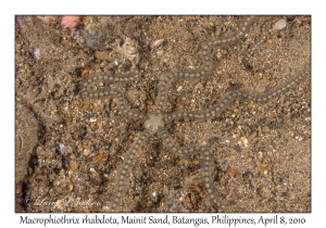 Brittle Star