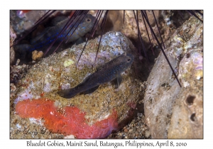 Bluedot Gobies