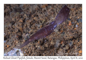 Robust Ghost Pipefish