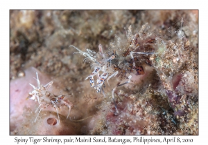 Spiny Tiger Shrimp