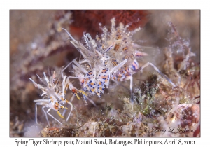 Spiny Tiger Shrimp