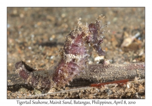 Tigertail Seahorse