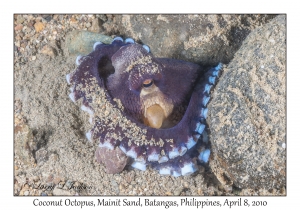 Coconut Octopus