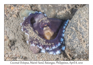 Coconut Octopus