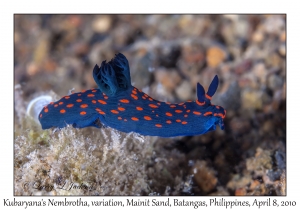 Kubaryana's Nembrotha