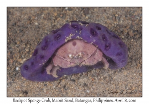 Sponge Crab