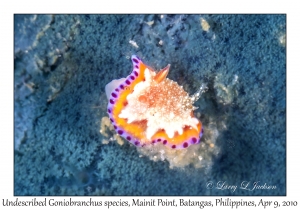 Undescribed Goniobranchus species