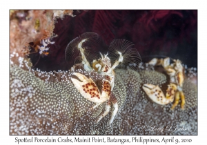 Spotted Porcelain Crab