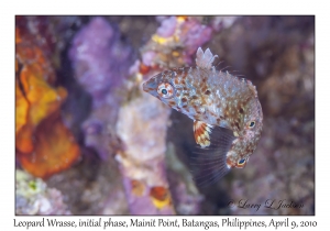 Leopard Wrasse