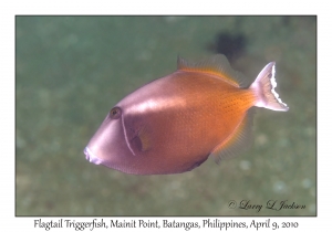 Flagtail Triggerfish