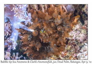 Bubble-tip Sea Anemone