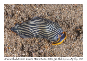 Undescribed Armina species