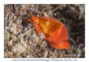 Lutea Cowrie