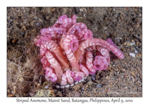 Striped Anemone