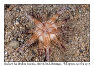 Radiant Sea Urchin