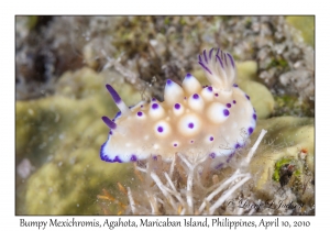 Bumpy Mexichromis