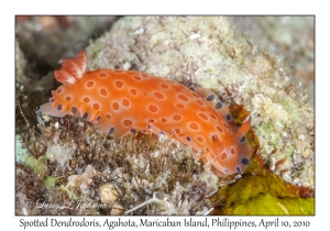 Spotted Dendrodoris