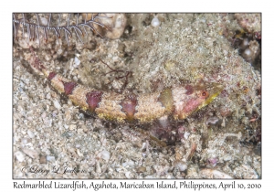 Redmarbled Lizardfish