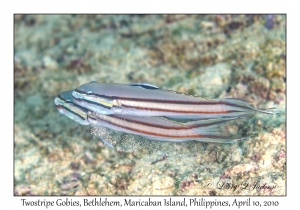 Twostripe Goby