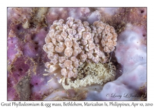 Great Phyllodesmium & eggs