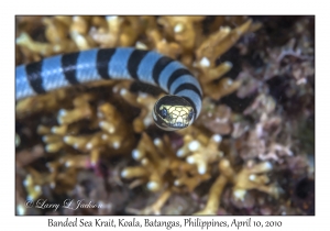 Banded Sea Krait