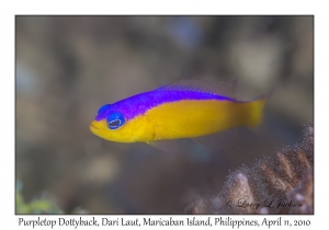 Purpletop Dottyback