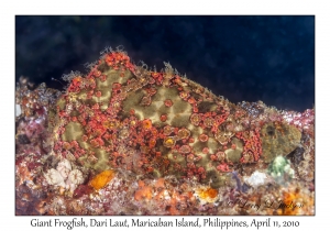 Giant Frogfish