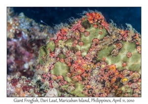 Giant Frogfish