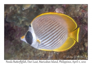 Panda Butterflyfish