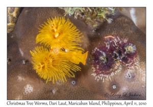 Christmas Tree Worms