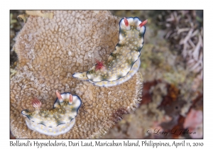 Bolland's Hypselodoris